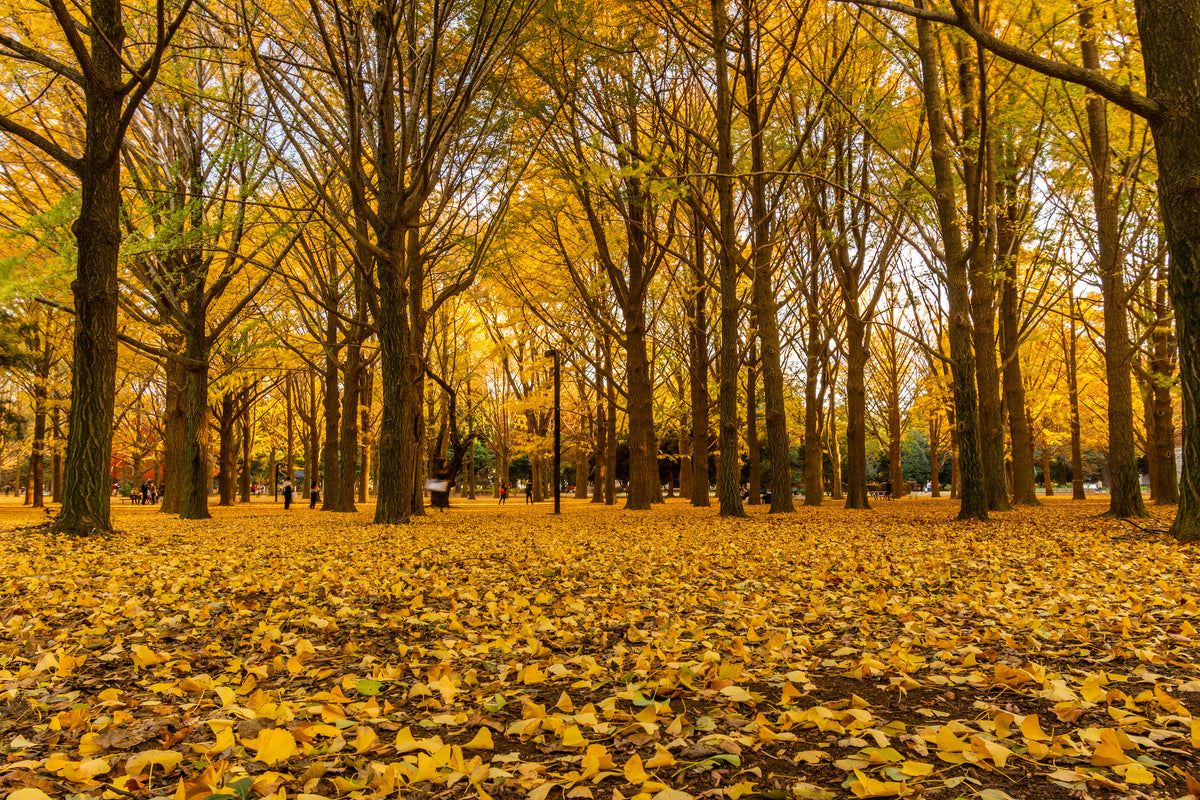 Pelu Ofertas